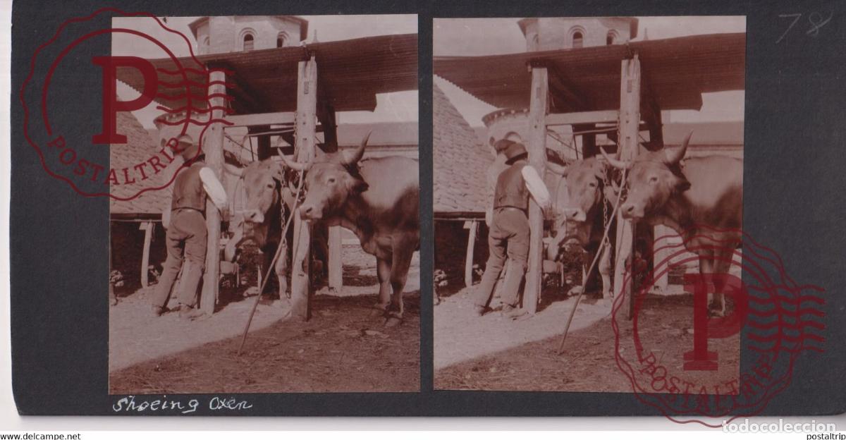 Alte Fotografie: CONGUES SHOEING AN OX AUVERGNE FRANCE +-17*9CM ESTEREOSCOPICA STEREOSCOPIC francestereo
