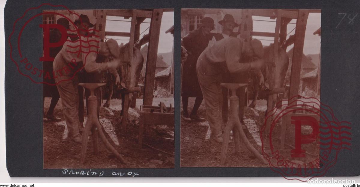 Alte Fotografie: CONGUES SHOEING AN OX AUVERGNE FRANCE +-17*9CM ESTEREOSCOPICA STEREOSCOPIC francestereo