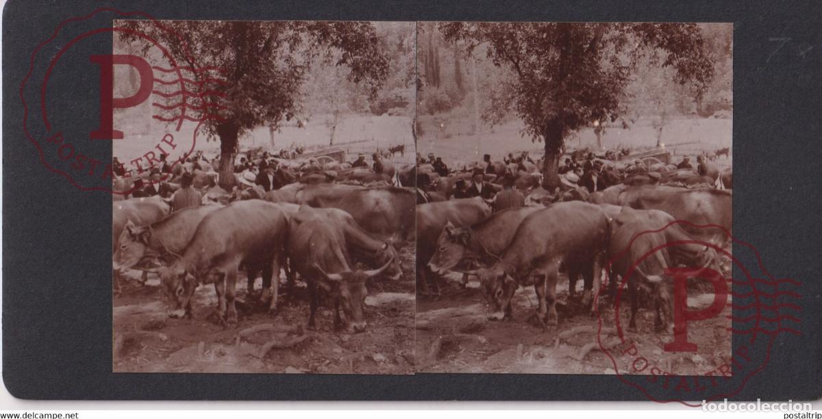 Fotografia antiga: MARCHE DES BETES CATTLE MARKET AUVERGNE MERCADILLO FRANCE +-17*9CM ESTEREOSCOPICA STEREOSCOPIC fr