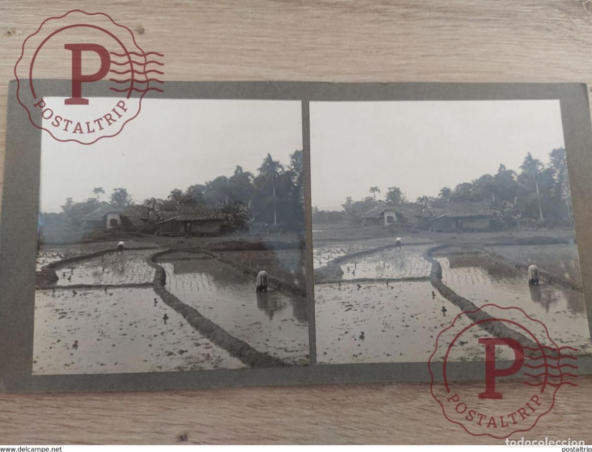 Alte Fotografie: SAWAHS PLANTING RICE ASIA INDONESIE INDONESIA Dutch East Indies +-18*9CM ESTEREOSCOPICA STEREOSCO