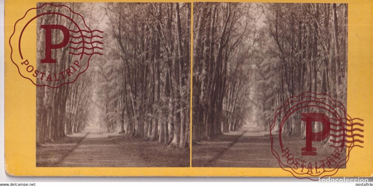 Fotograf&iacute;a antigua: AVENUE OF LIMES AT CASTLE GRANT STRATHSPEY Highlands UK United Kingdom Reino Unido +-18*9CM ESTEREOS