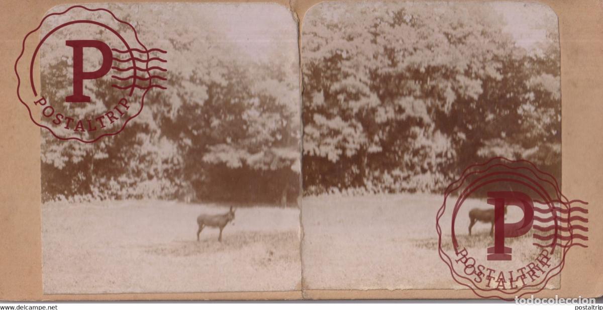 Fotograf&iacute;a antigua: GRANDBOURG 1893ANE DONKEY +-17.5*8.5CM ESTEREOSCOPICA STEREOSCOPIC