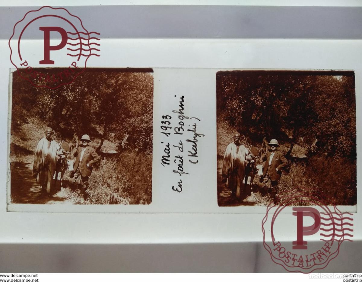 Alte Fotografie: Algerie St&eacute;r&eacute;o sur verre plaque de mai 1933 en forit de boghni