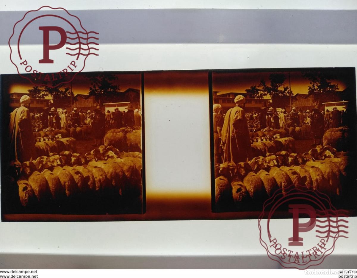 Alte Fotografie: Algerie St&eacute;r&eacute;o sur verre plaque de