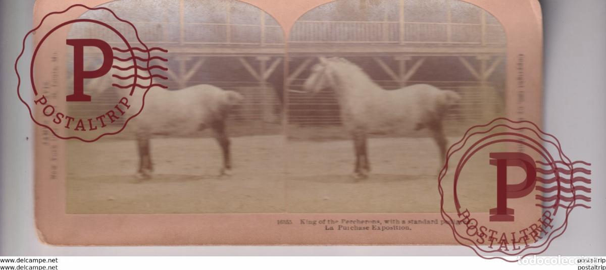 Photographie ancienne: KING OF THE PERCHERONS HORSE CHEVAL CABALLO PURCHASE EXHIBITION st&eacute;r&eacute;oscopique st&eacute;r&eacute;oscope carte p