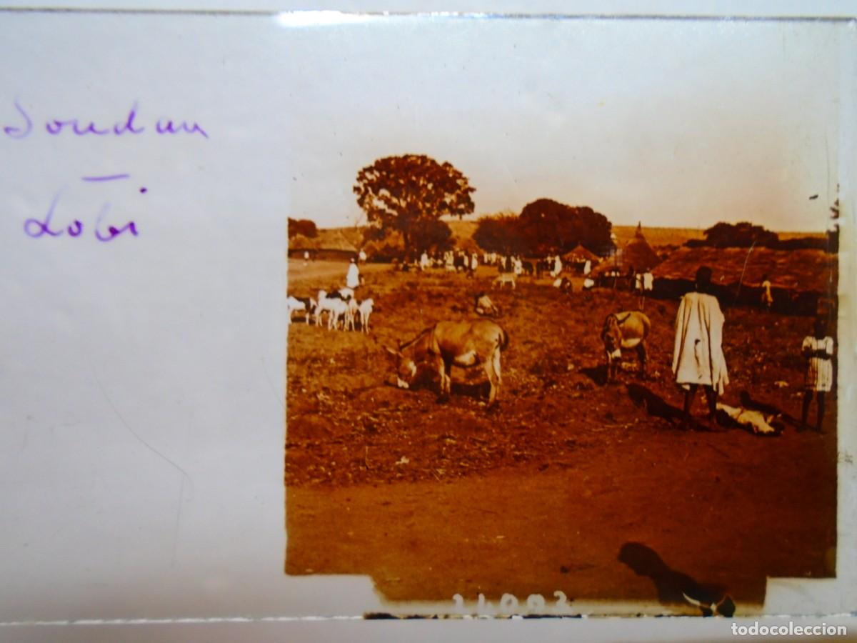 Fotograf&iacute;a antigua: SUDAN. TRIBU LOBI- PASTOREANDO .PLACA ESTEREOSCOPICA EN CRISTAL,1&ordm; XX.10`5X4`5 CM.