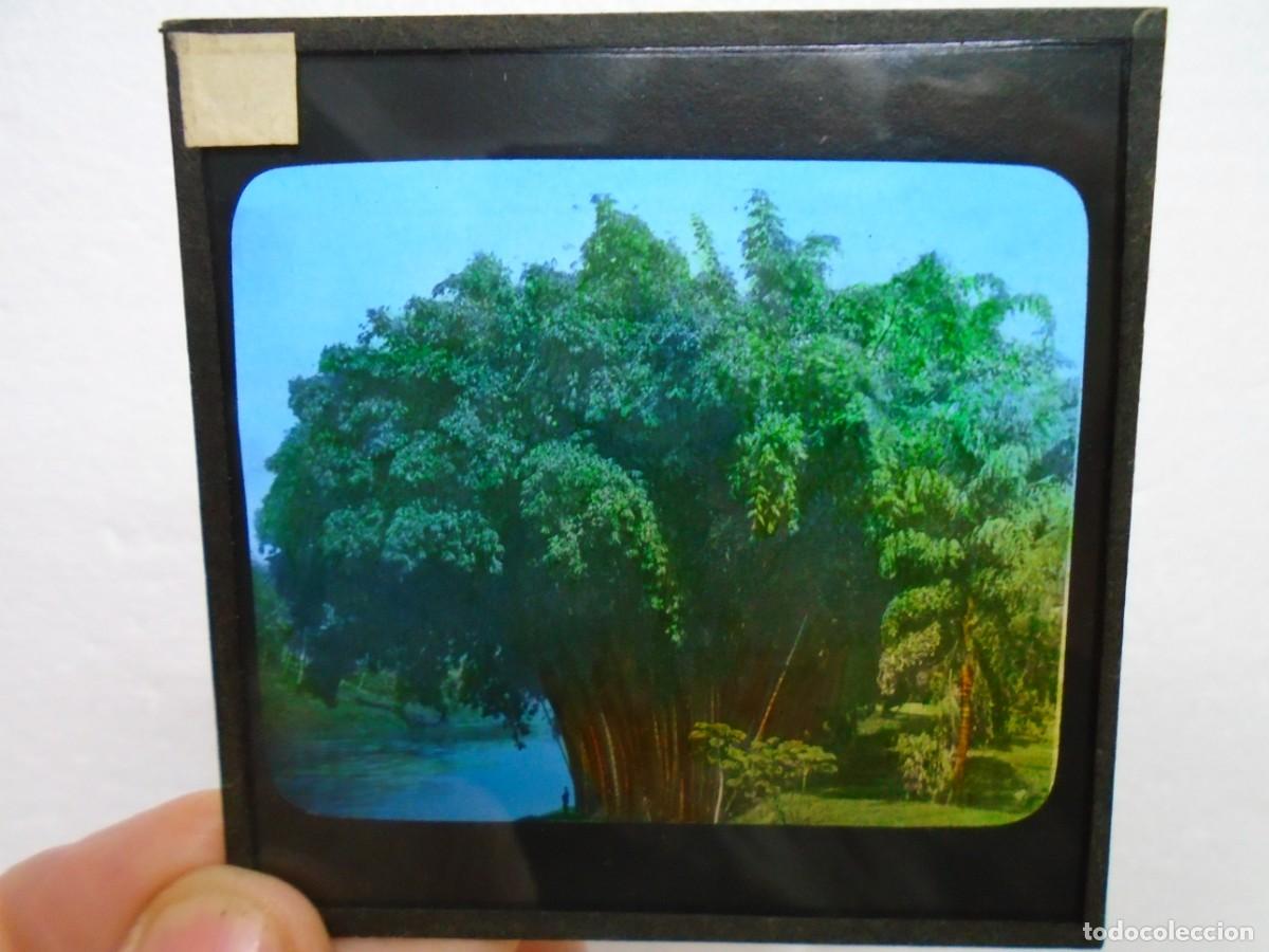 Fotograf&iacute;a antigua: CEILAN/GRUPO DE BAMBUES &Oacute; CA&Ntilde;AS DE BENGALA/ ANTIGUA PLACA DE LINTERNA MAGICA.8X8 CM.