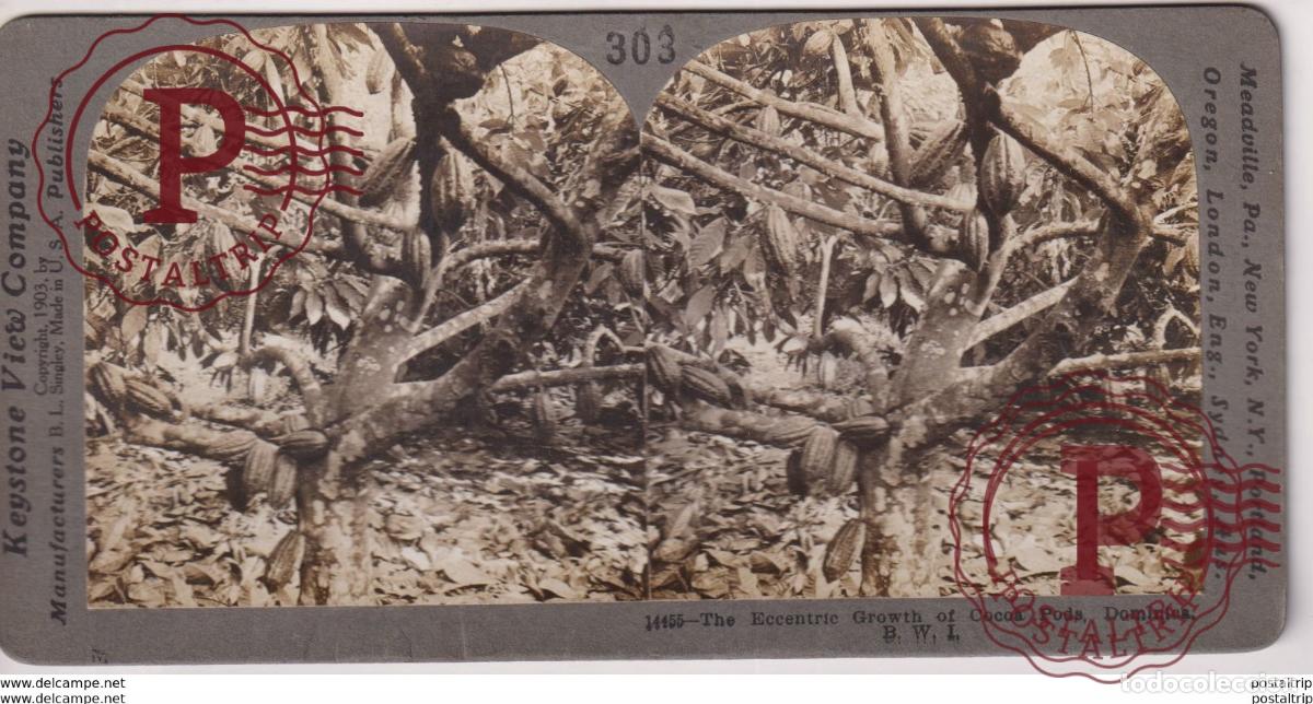 Fotograf&iacute;a antigua: DOMINICA. THE ECCENTRIC GROWTH OF COCOA PODS. - KEYSTONE VIEW COMPANY. ESTEREOSCOPICA SUDAMIERICA