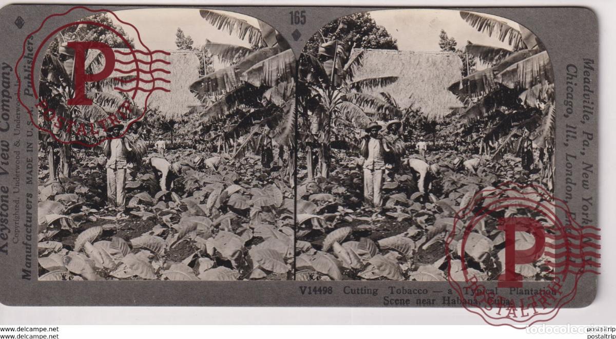 Photographie ancienne: CUBA. HAVANA. CUTTING TOBACCO. - KEYSTONE VIEW COMPANY. ESTEREOSCOPICA SUDAMERICA