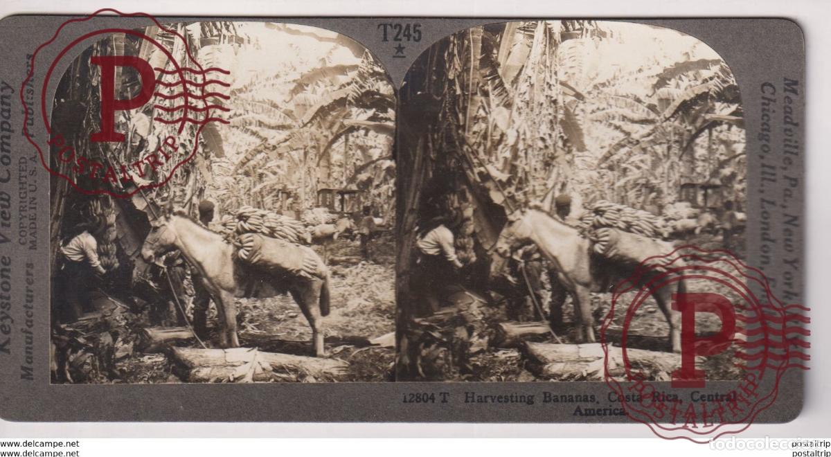 Photographie ancienne: COSTA RICA. HARVESTING BANANAS. - KEYSTONE VIEW COMPANY. ESTEREOSCOPICA