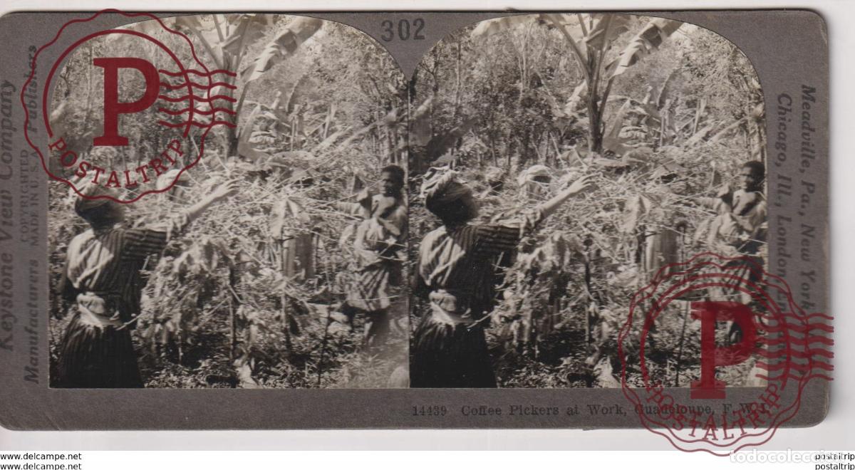 Photographie ancienne: GUADELOUPE. COFFEE PICKERS AT WORK. - KEYSTONE VIEW COMPANY. ESTEREOSCOPICA