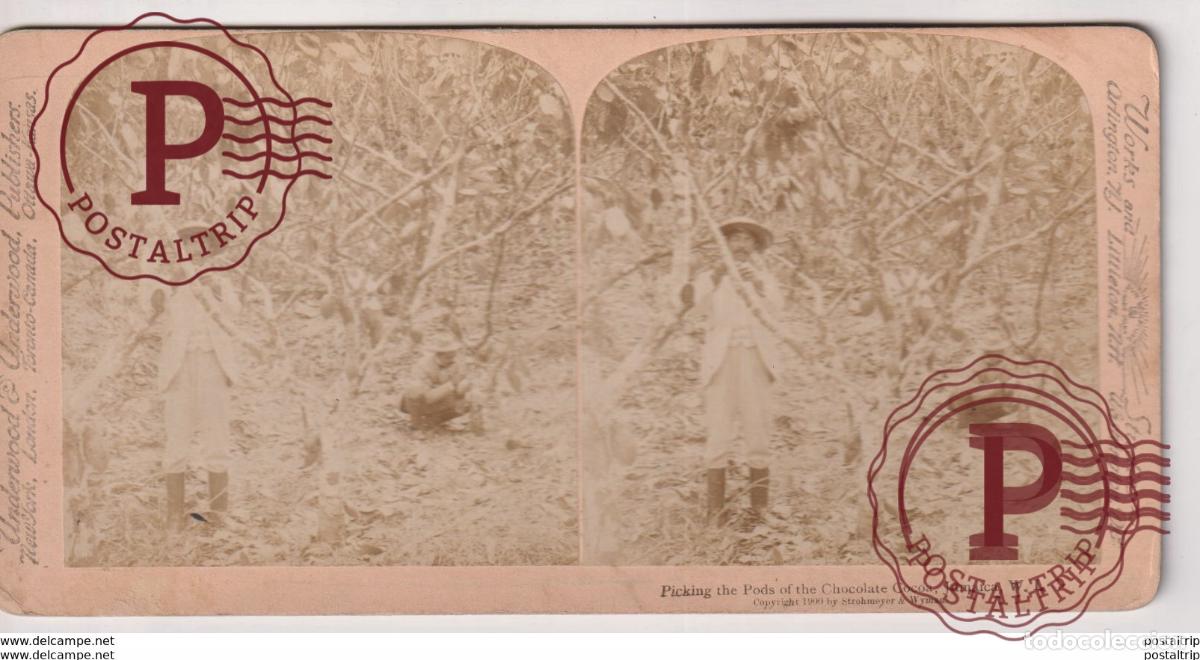 Photographie ancienne: JAMAICA. PICKING THE PODS OF THE CHOCOLATE COCOA. UNDERWOOD & UNDERWOOD. ESTEREOSCOPICA