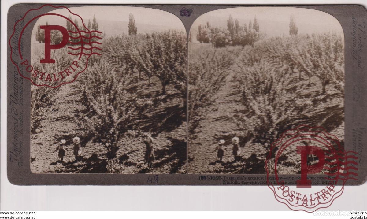 Fotograf&iacute;a antigua: TASMANIA. ESTEREOSCOPICA ST&Eacute;R&Eacute;OSCOPIQUE STEREOSCOPIC STEREOSCOPISCH