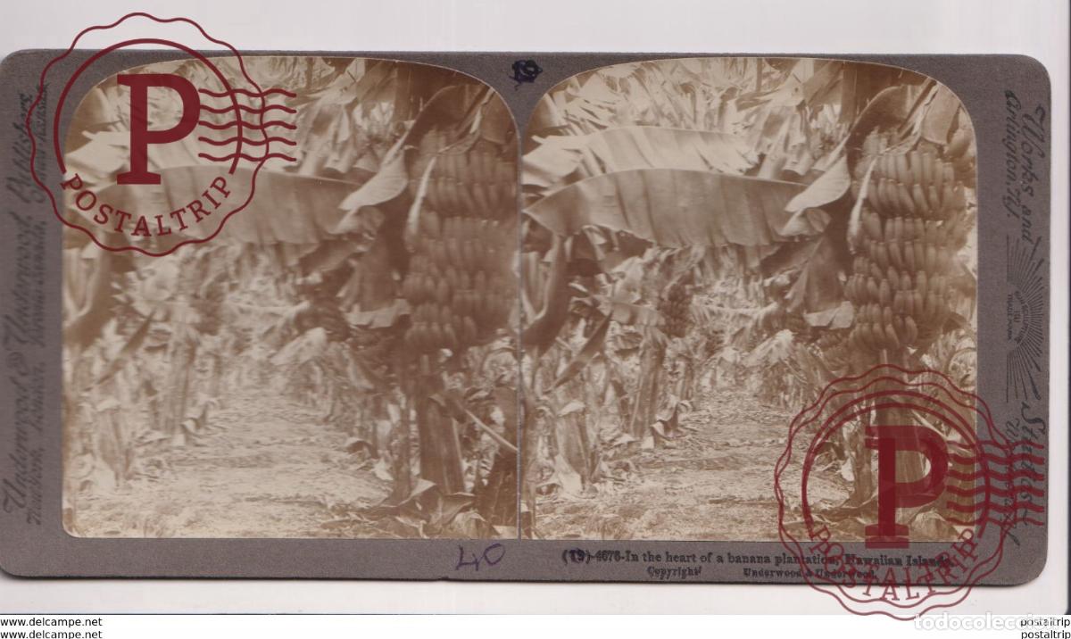Fotograf&iacute;a antigua: HAWAII. ESTEREOSCOPICA ST&Eacute;R&Eacute;OSCOPIQUE STEREOSCOPIC STEREOSCOPISCH