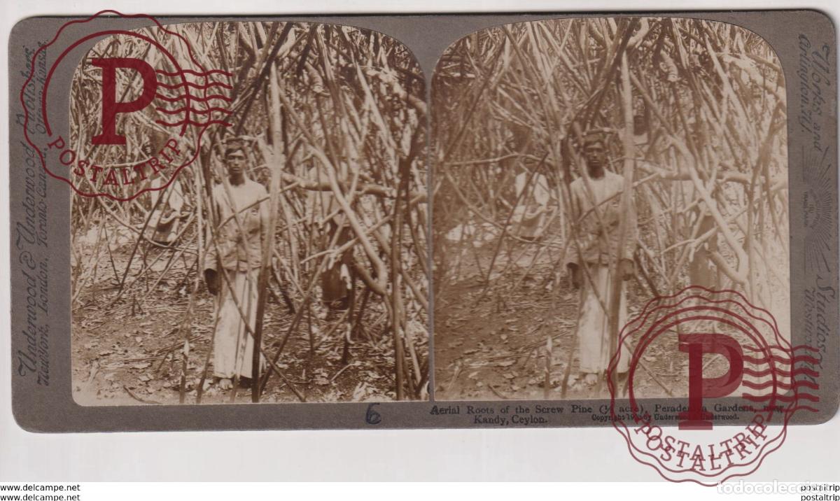 Fotograf&iacute;a antigua: CEYLON. NEAR KANDY. ESTEREOSCOPICA ST&Eacute;R&Eacute;OSCOPIQUE STEREOSCOPIC STEREOSCOPISCH