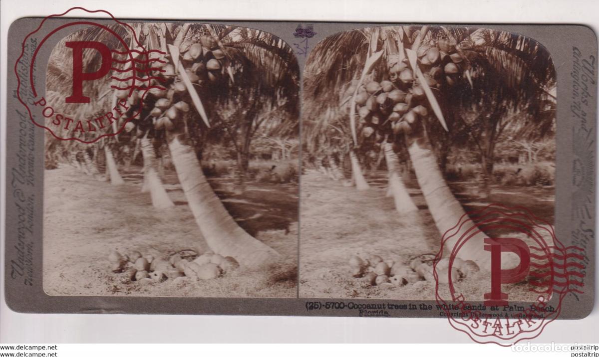 Fotograf&iacute;a antigua: FLORIDA. ESTEREOSCOPICA ST&Eacute;R&Eacute;OSCOPIQUE STEREOSCOPIC STEREOSCOPISCH