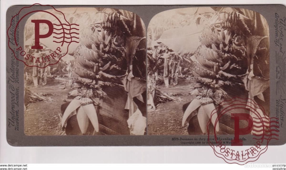Fotograf&iacute;a antigua: HAWAII. ESTEREOSCOPICA ST&Eacute;R&Eacute;OSCOPIQUE STEREOSCOPIC STEREOSCOPISCH