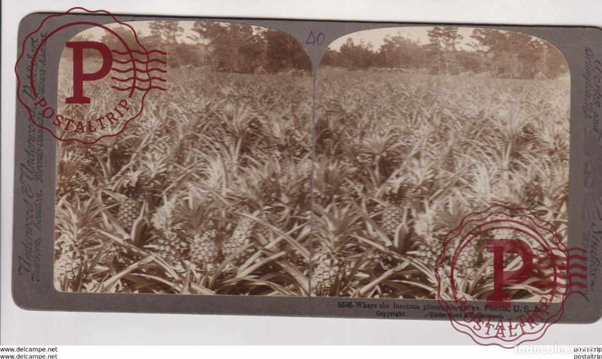 Fotograf&iacute;a antigua: FLORIDA. ESTEREOSCOPICA ST&Eacute;R&Eacute;OSCOPIQUE STEREOSCOPIC STEREOSCOPISCH