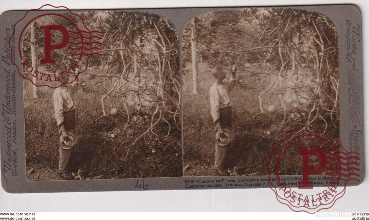 Fotograf&iacute;a antigua: JAMAICA. ESTEREOSCOPICA ST&Eacute;R&Eacute;OSCOPIQUE STEREOSCOPIC STEREOSCOPISCH
