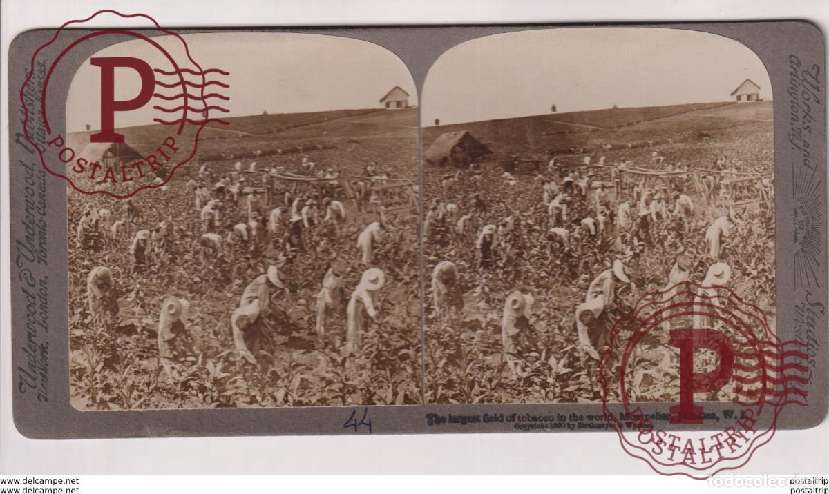 Fotograf&iacute;a antigua: JAMAICA. ESTEREOSCOPICA ST&Eacute;R&Eacute;OSCOPIQUE STEREOSCOPIC STEREOSCOPISCH