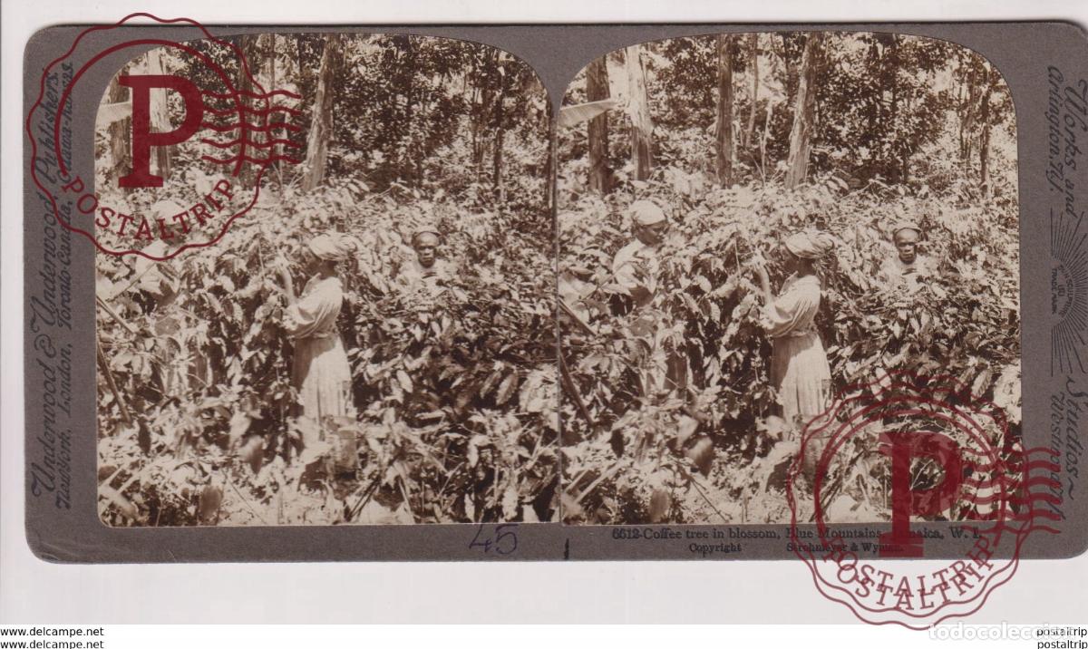Fotograf&iacute;a antigua: JAMAICA. ESTEREOSCOPICA ST&Eacute;R&Eacute;OSCOPIQUE STEREOSCOPIC STEREOSCOPISCH
