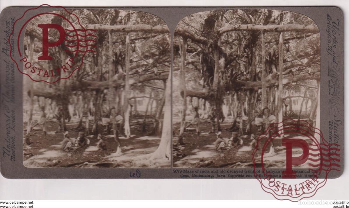 Fotograf&iacute;a antigua: INDONESIA. BUITENZORG. JAVA. ESTEREOSCOPICA ST&Eacute;R&Eacute;OSCOPIQUE STEREOSCOPIC STEREOSCOPISCH