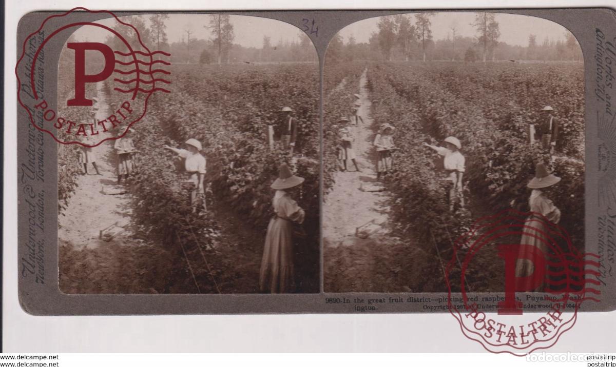 Fotograf&iacute;a antigua: WASHINGTON. PUYALLUP. ESTEREOSCOPICA ST&Eacute;R&Eacute;OSCOPIQUE STEREOSCOPIC STEREOSCOPISCH