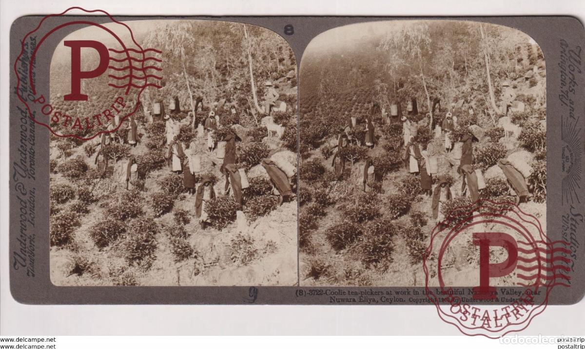 Fotograf&iacute;a antigua: CEYLON. NEAR NUWARA ELIYA. ESTEREOSCOPICA ST&Eacute;R&Eacute;OSCOPIQUE STEREOSCOPIC STEREOSCOPISCH