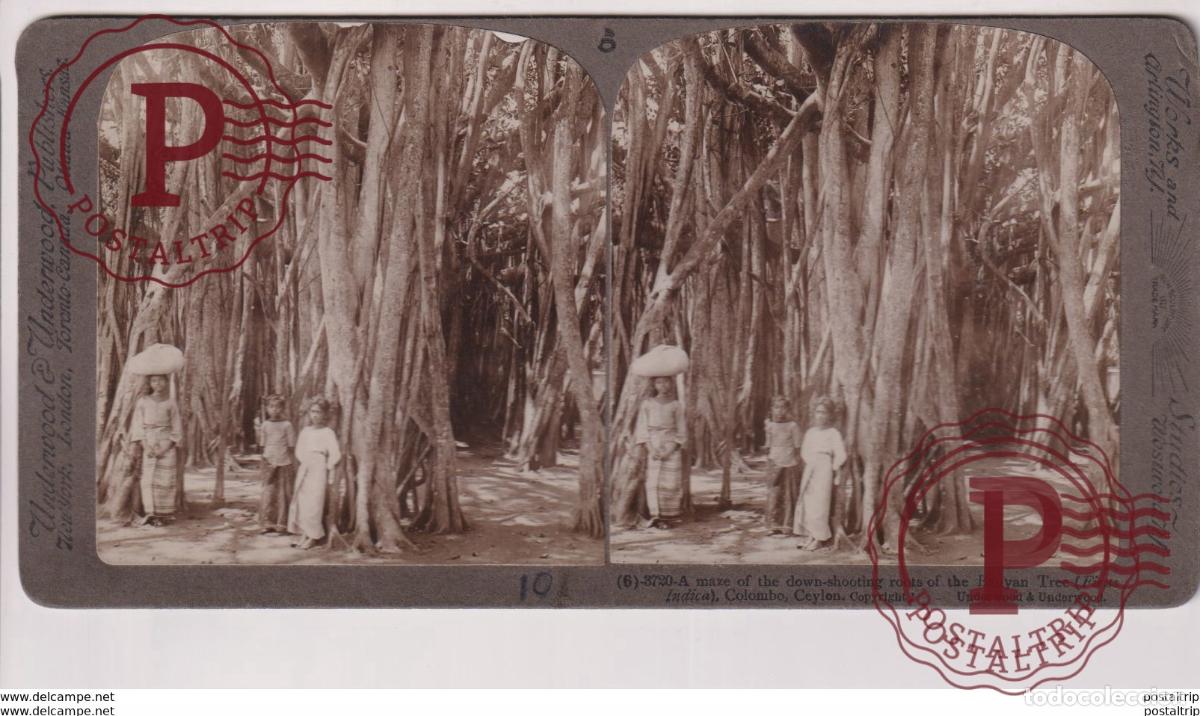 Fotograf&iacute;a antigua: CEYLON. COLOMBO. ESTEREOSCOPICA ST&Eacute;R&Eacute;OSCOPIQUE STEREOSCOPIC STEREOSCOPISCH