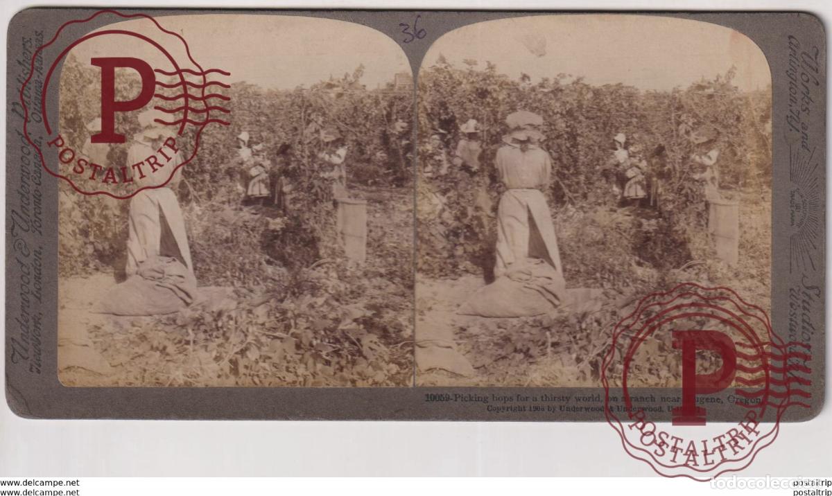 Fotograf&iacute;a antigua: OREGON. NEAR ENGENE. ESTEREOSCOPICA ST&Eacute;R&Eacute;OSCOPIQUE STEREOSCOPIC STEREOSCOPISCH