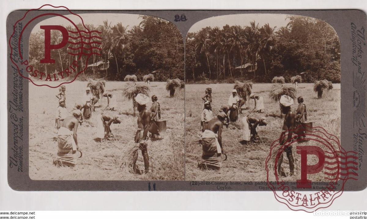 Fotograf&iacute;a antigua: CEYLON. ESTEREOSCOPICA ST&Eacute;R&Eacute;OSCOPIQUE STEREOSCOPIC STEREOSCOPISCH