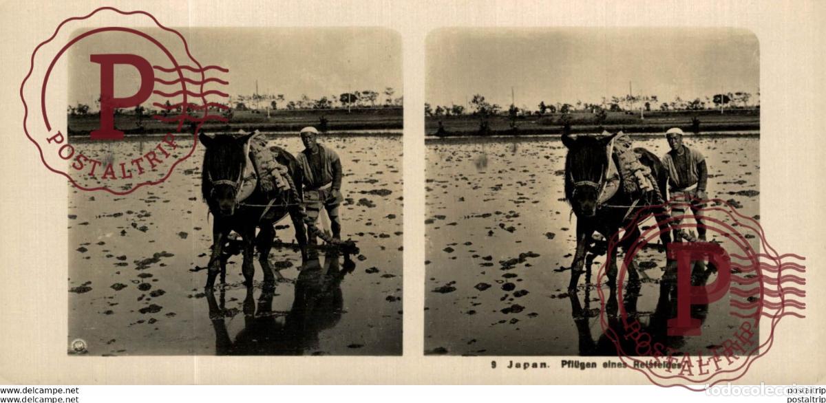 Fotograf&iacute;a antigua: JAPAN. JAPON. PFLUGEN EINES REISFELDES. ESTEREOSCOPICA - ST&Eacute;R&Eacute;OSCOPIQUE - STEREOSCOPIC