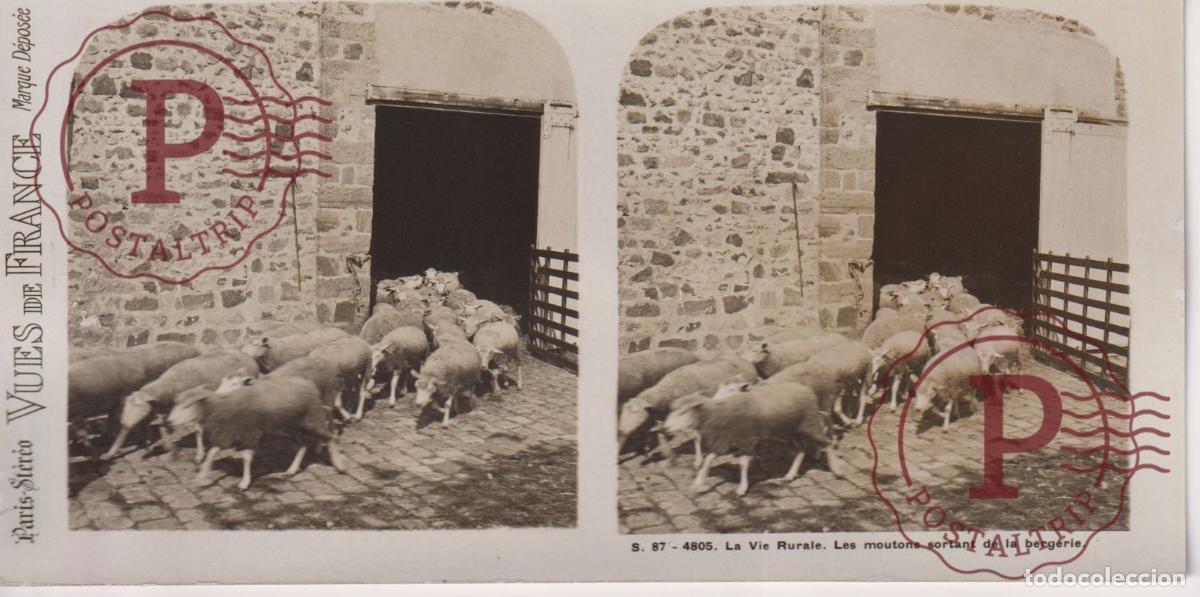 Antique Photography: VUES DE FRANCE. LA VIE RURALE, LES MOUTONS.. ESTEROSCOPICA ST&Eacute;R&Eacute;OSCOPIQUE STEREOSCOPIC +- 17.5X9CM