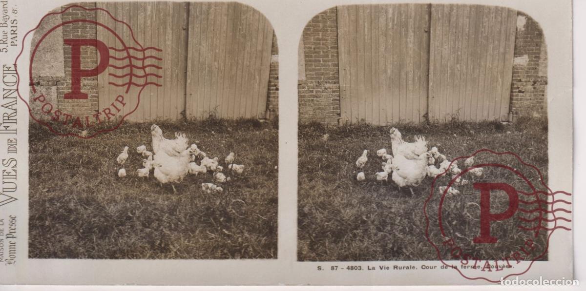 Antique Photography: VUES DE FRANCE. LA VIE RURALE, COUR DE LA FERME, COUVEES. ESTEROSCOPICA ST&Eacute;R&Eacute;OSCOPIQUE STEREOSCOPIC