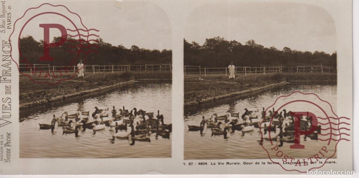 Fotograf&iacute;a antigua: VUES DE FRANCE. LA VIE RURALE, COUR DE LA FERME. LES CANARDS. ESTEROSCOPICA ST&Eacute;R&Eacute;OSCOPIQUE STEREOSCO