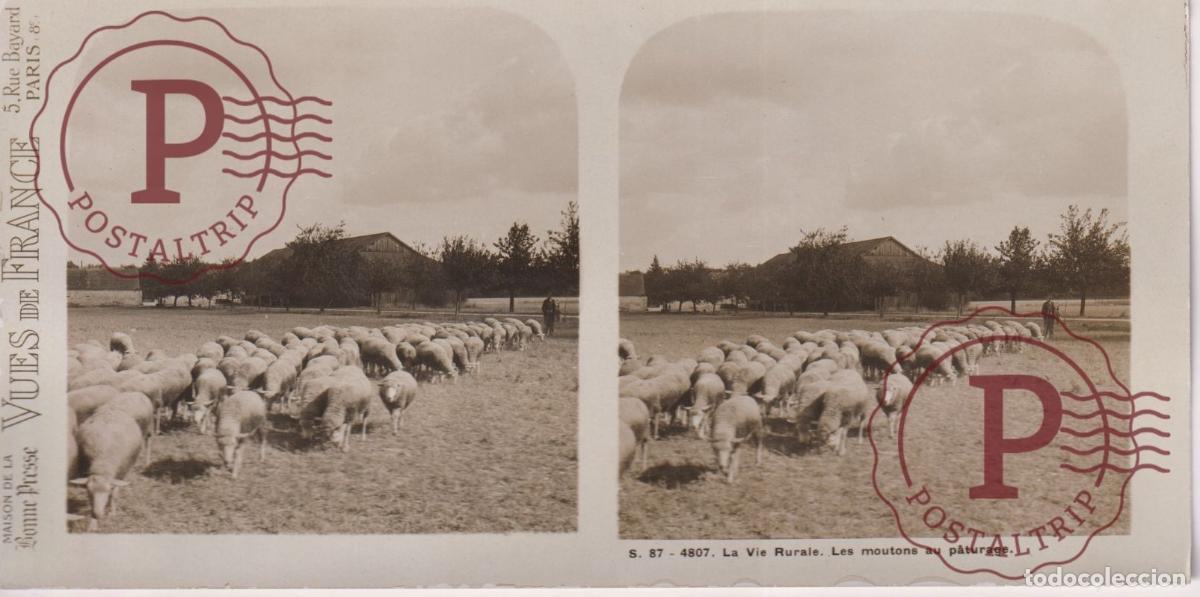 Fotograf&iacute;a antigua: VUES DE FRANCE. LA VIE RURALE, MOUNTONS ALLANT AU PATURAGE. ESTEROSCOPICA ST&Eacute;R&Eacute;OSCOPIQUE STEREOSCOPI