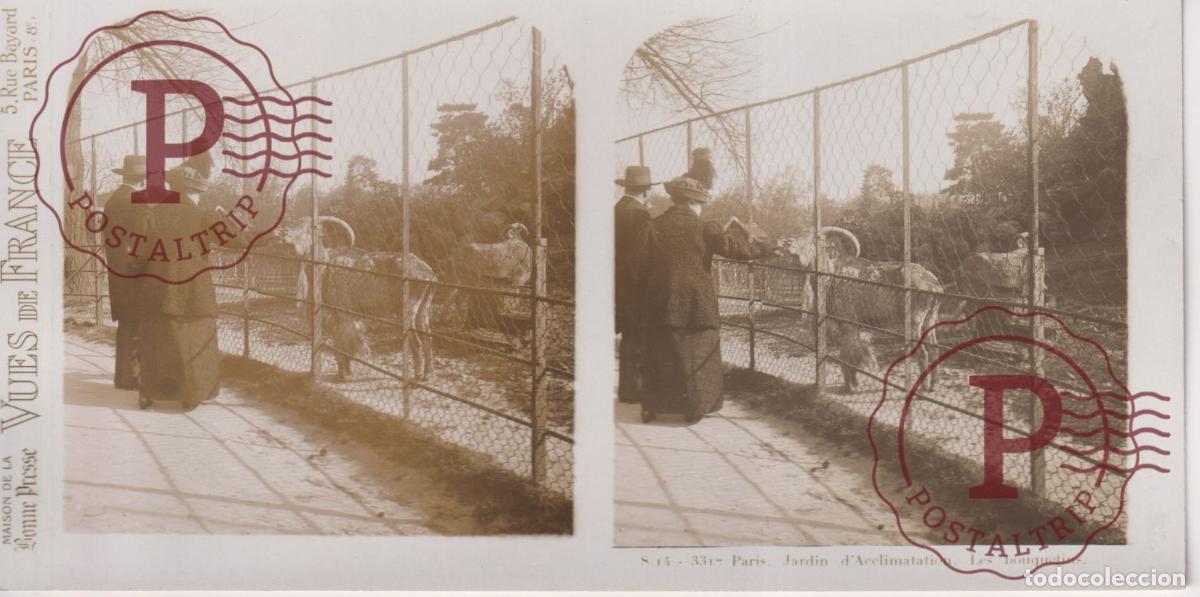 Fotograf&iacute;a antigua: VUES DE FRANCE. PARIS. JARDIN DACCLIMATATION. BOUQUETINS. ESTEROSCOPICA ST&Eacute;R&Eacute;OSCOPIQUE STEREOSCOPIC