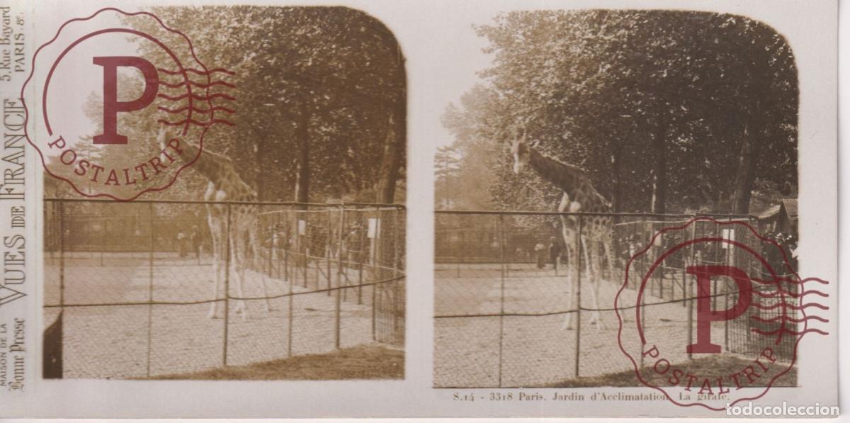 Fotograf&iacute;a antigua: VUES DE FRANCE. PARIS. JARDIN DACCLIMATATION. GIRAFE. ESTEROSCOPICA ST&Eacute;R&Eacute;OSCOPIQUE STEREOSCOPIC +-