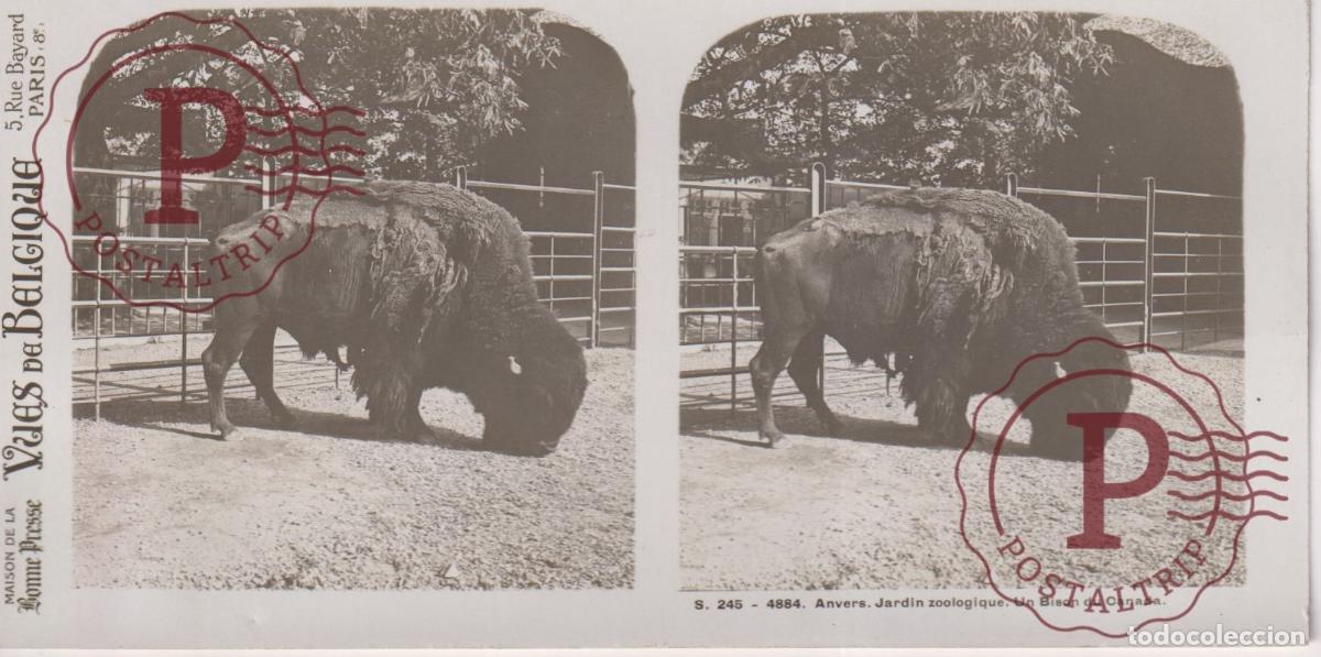 Fotografia antiga: VUES DE BELGIQUE. ANVERS. JARDIN ZOOLOGIQUE. UN BISON DE CANADA. ESTEROSCOPICA ST&Eacute;R&Eacute;OSCOPIQUE STEREO