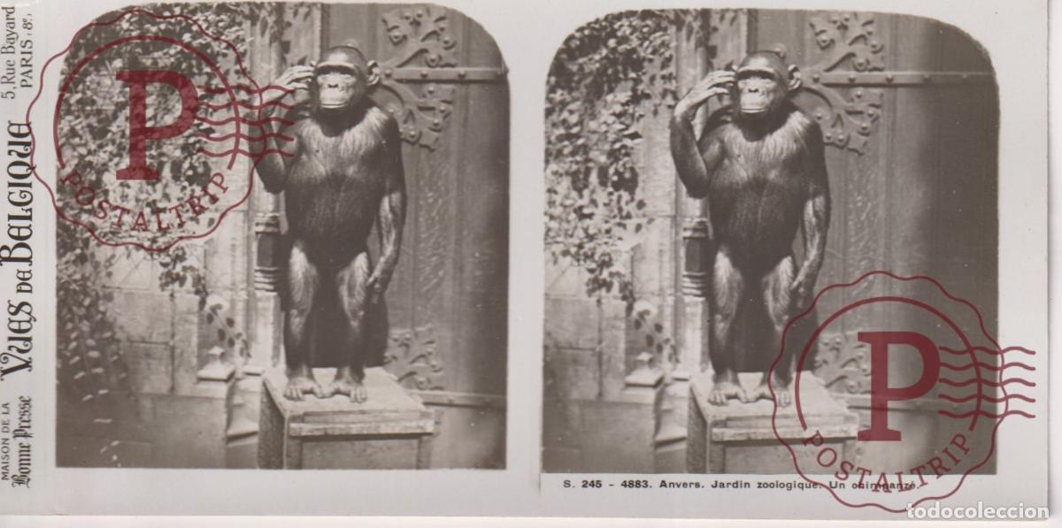 Fotografia antiga: VUES DE BELGIQUE. ANVERS. JARDIN ZOOLOGIQUE. UN CHIMPAZE. ESTEROSCOPICA ST&Eacute;R&Eacute;OSCOPIQUE STEREOSCOPIC