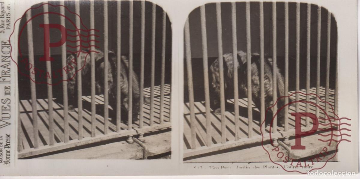 Fotografia antiga: VUES DE FRANCE JARDIN DE PLANTES. LOURSE NOIRE. ESTEROSCOPICA ST&Eacute;R&Eacute;OSCOPIQUE STEREOSCOPIC +- 17.5X9