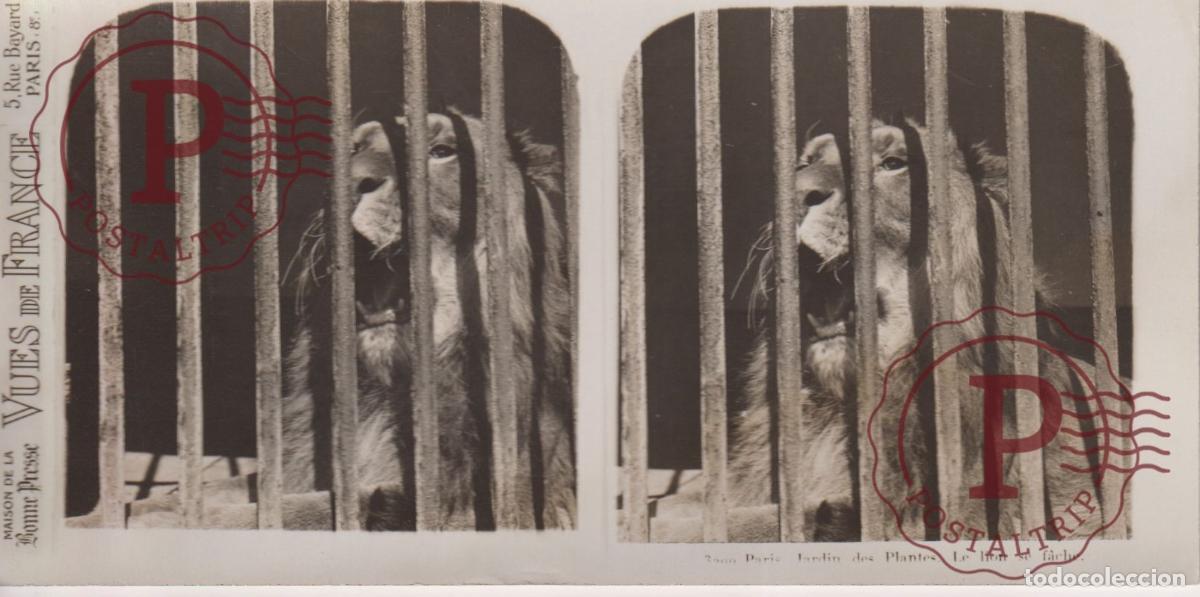 Fotografia antiga: VUES DE FRANCE JARDIN DE PLANTES. LE LION SE FACHE. ESTEROSCOPICA ST&Eacute;R&Eacute;OSCOPIQUE STEREOSCOPIC +- 17.