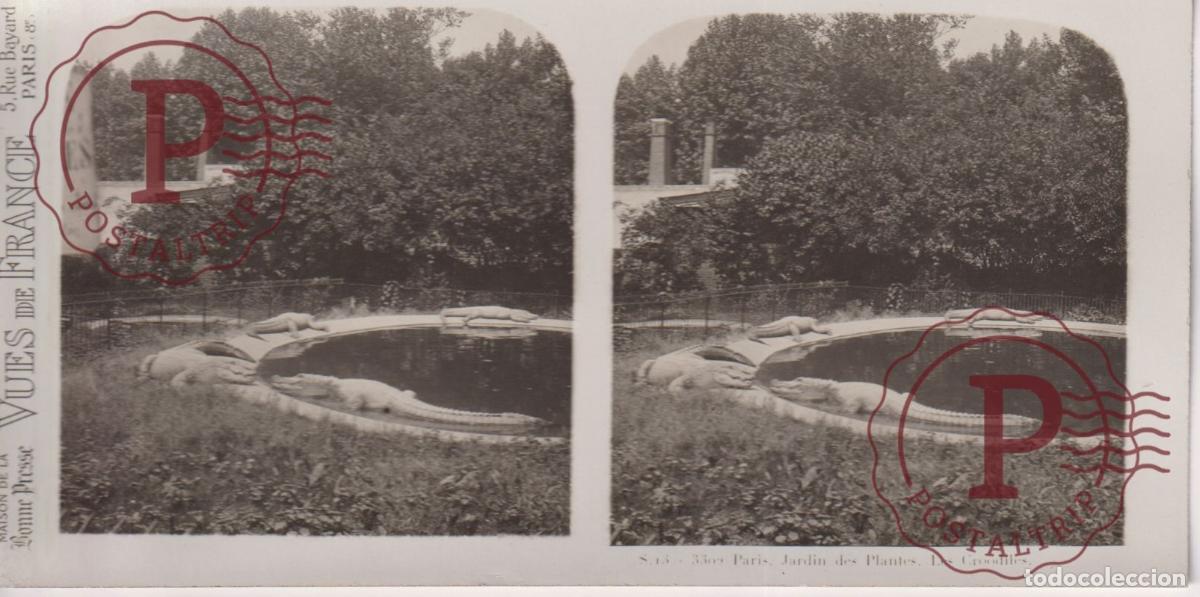 Fotografia antiga: VUES DE FRANCE JARDIN DE PLANTES. LES CROCODILES. ESTEROSCOPICA ST&Eacute;R&Eacute;OSCOPIQUE STEREOSCOPIC +- 17.5X