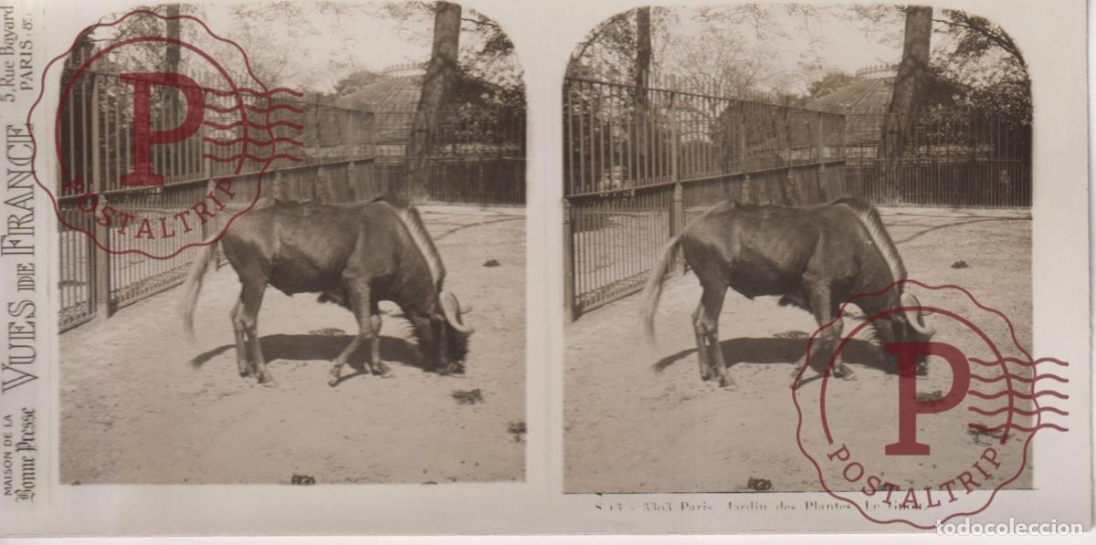 Fotografia antiga: VUES DE FRANCE JARDIN DE PLANTES. LE GNOU. ESTEROSCOPICA ST&Eacute;R&Eacute;OSCOPIQUE STEREOSCOPIC +- 17.5X9CM