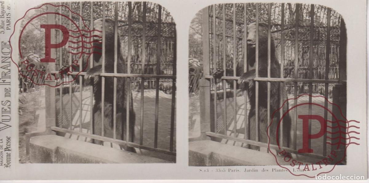 Fotografia antiga: VUES DE FRANCE JARDIN DE PLANTES. LOURS. ESTEROSCOPICA ST&Eacute;R&Eacute;OSCOPIQUE STEREOSCOPIC +- 17.5X9CM