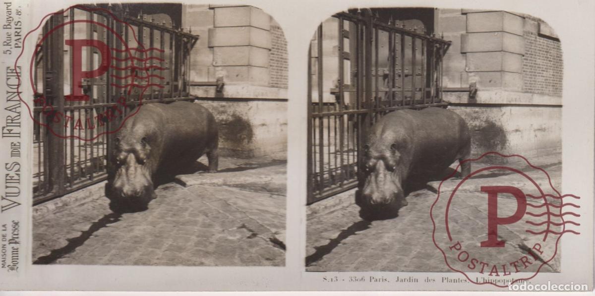Fotografia antiga: VUES DE FRANCE JARDIN DE PLANTES. LHIPPOPOTAME. ESTEROSCOPICA ST&Eacute;R&Eacute;OSCOPIQUE STEREOSCOPIC +- 17.5X9