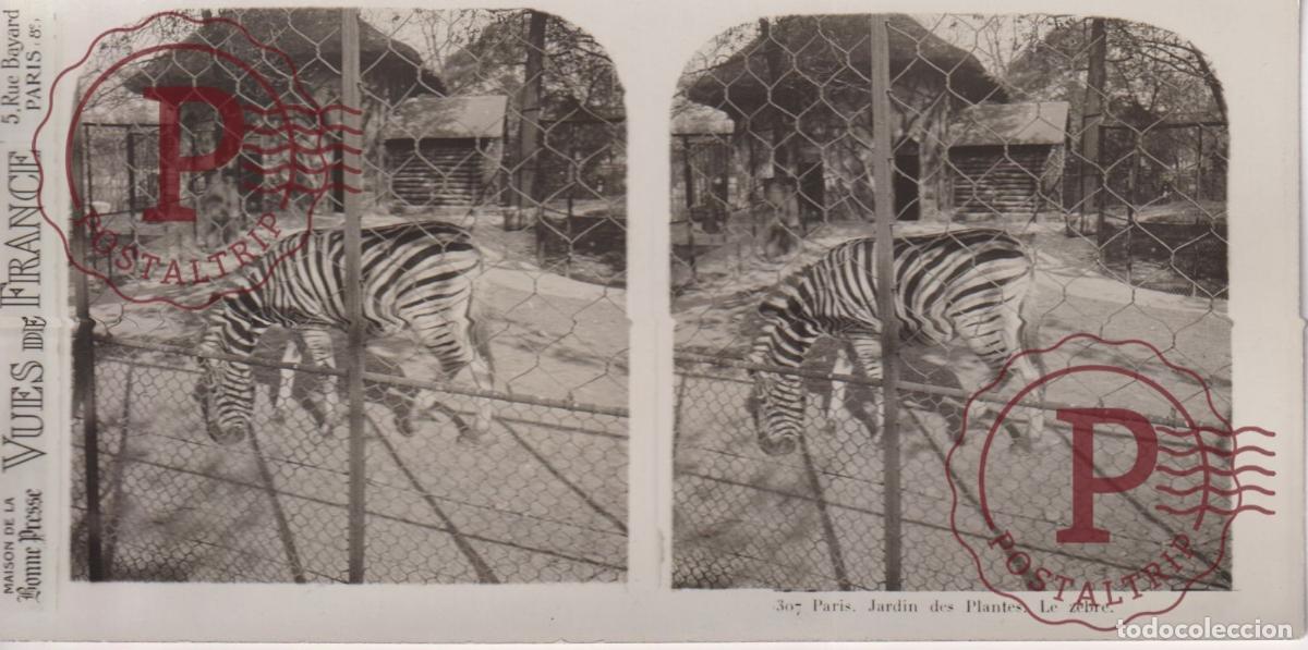 Fotografia antiga: VUES DE FRANCE JARDIN DE PLANTES. LE ZEBRE. ESTEROSCOPICA ST&Eacute;R&Eacute;OSCOPIQUE STEREOSCOPIC +- 17.5X9CM