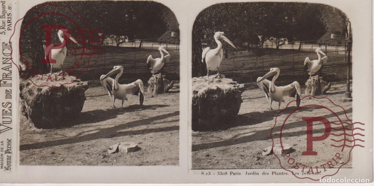 Fotografia antiga: VUES DE FRANCE JARDIN DE PLANTES. LES PELICANS. ESTEROSCOPICA ST&Eacute;R&Eacute;OSCOPIQUE STEREOSCOPIC +- 17.5X9C