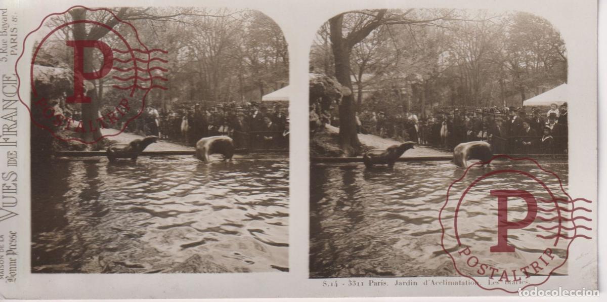 Fotografia antiga: VUES DE FRANCE JARDIN DE PLANTES. LES OTARIES. ESTEROSCOPICA ST&Eacute;R&Eacute;OSCOPIQUE STEREOSCOPIC +- 17.5X9CM