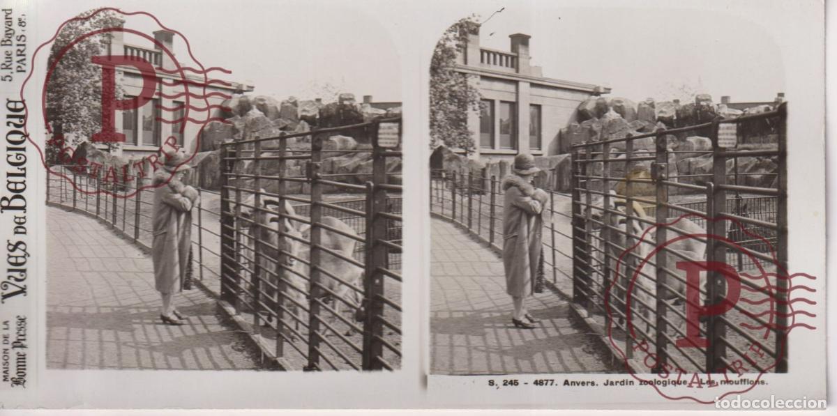 Fotografia antiga: VUES DE BELGIQUE. ANVERS. JARDIN ZOOLOGIQUE. LES MOUFFLONS. ESTEROSCOPICA ST&Eacute;R&Eacute;OSCOPIQUE STEREOSCOPI